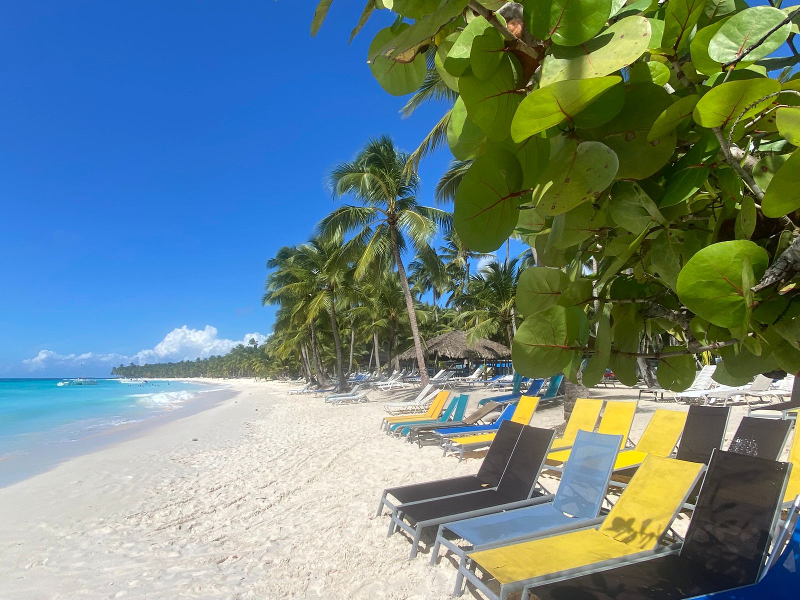 Beach and palm trees on Saona Island