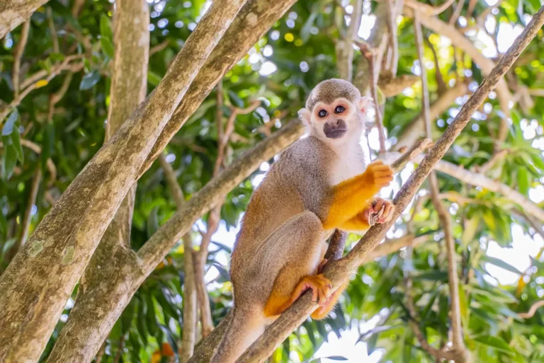 Squirrel monkey on a tree branch