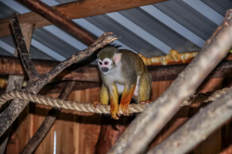 Squirrel monkey resting on a rope