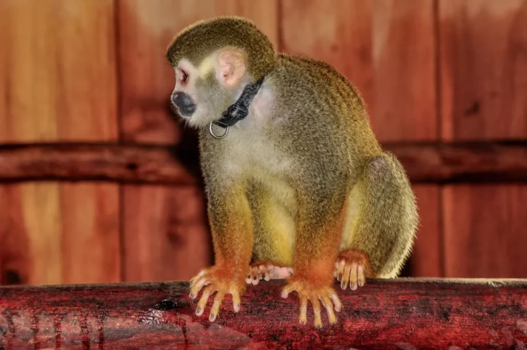 Close-up of a squirrel monkey on a wooden rail